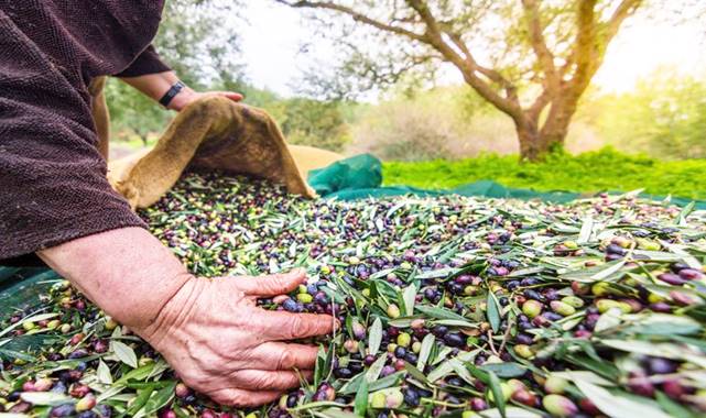 Zeytinde yeni ihracat hedefi 100 bin ton