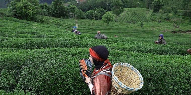 Rize'den yılın ilk 6 ayında 4,7 milyon dolarlık çay ihraç edildi