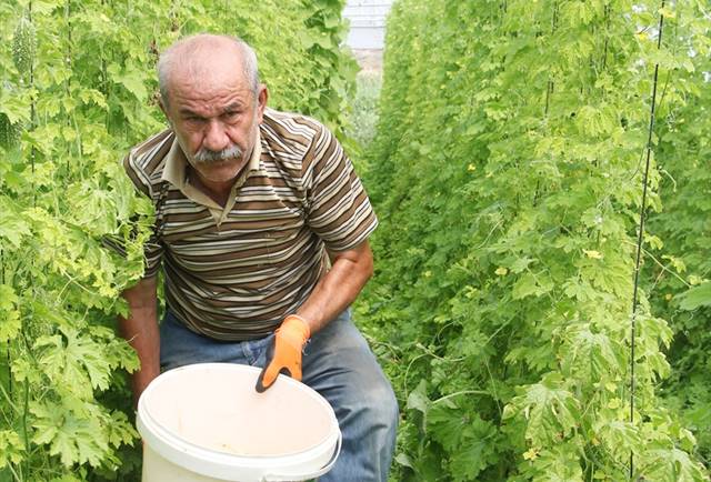 2 çekirdek tohumla başladığı kudret narı üretiminde sera kurdu