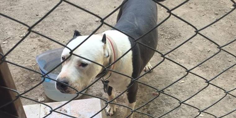 Konya'da pitbull besleyen kişiye 14 bin 982 lira para cezası verildi