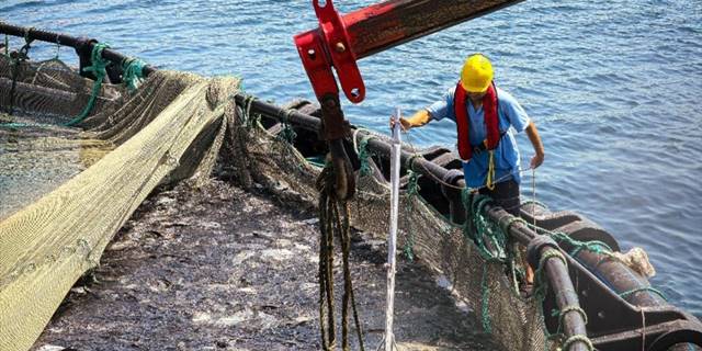 Muğla'nın su ürünleri ihracatı 500 milyon dolara yaklaştı