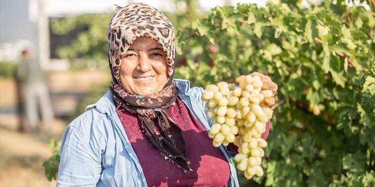 Hatay'da yağışlarla verimi artan üzümden 100 bin ton rekolte bekleniyor