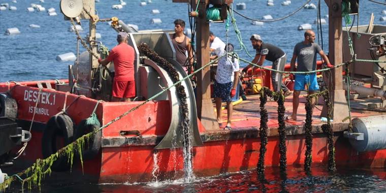 Yalova'da kurulan midye çiftliklerinde hasat başladı