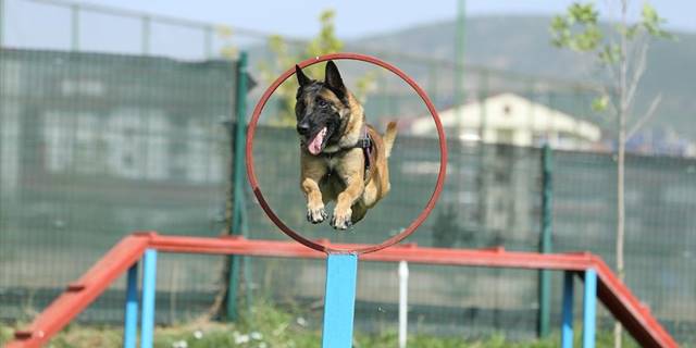 Arama köpeği 'Ezber' yıllardır uyuşturucunun izini sürüyor