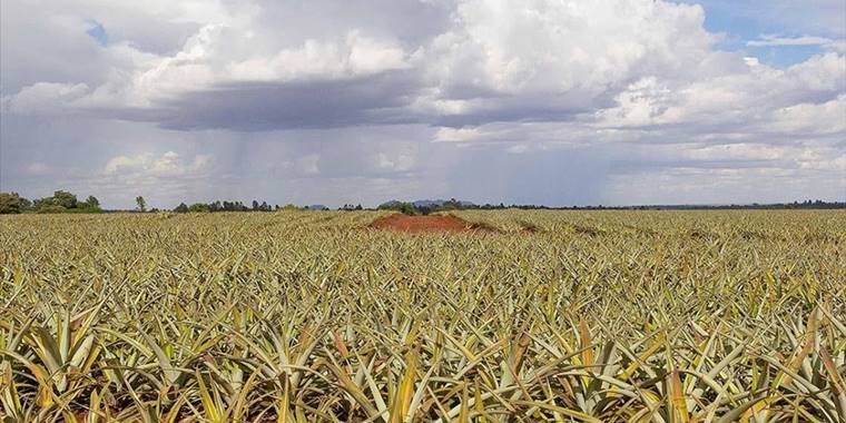 Afrika'da tarımda daha fazla verim için 257 milyar dolara ihtiyaç var