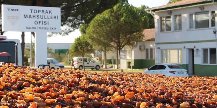 TMO, Manisa'da günlük kuru üzüm alım kapasitesini iki katına çıkarıyor