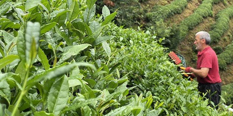 ÇAYKUR'un üçüncü sürgün yaş çay alımları devam ediyor