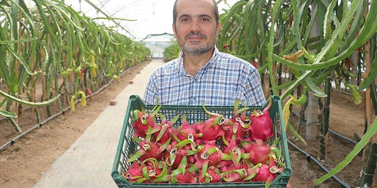 Adanalı esnaf, iş yerini kapatıp kurduğu serada ejder meyvesi yetiştiriyor