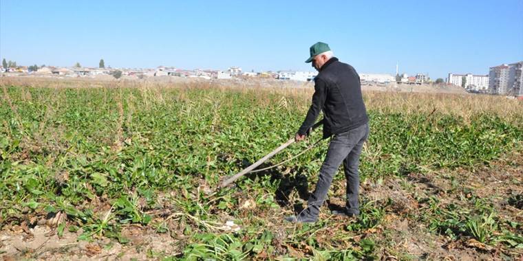 Yozgat'ta şeker pancarı çiftçisi açıklanan fiyatlardan memnun