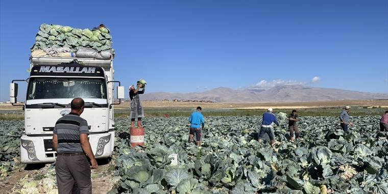 Niğde'de 130 bin ton lahana rekoltesi bekleniyor