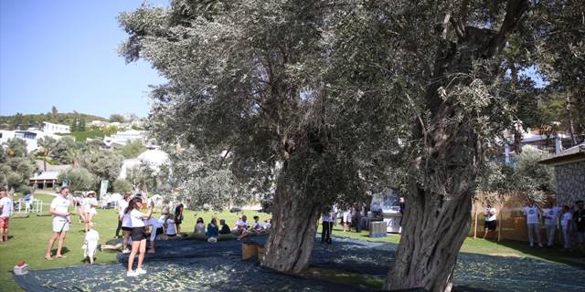 Muğla'daki 5. Zeytin Hasadı etkinliğinde tatilciler 700 yıllık ağaçlardan zeytin topladı