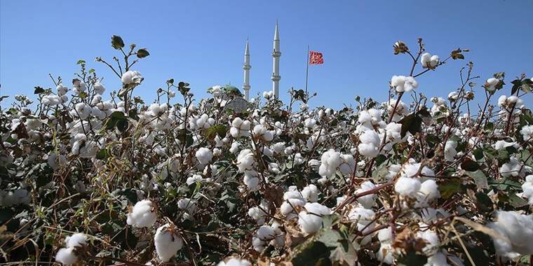 Amik Ovası'nda hasadı süren pamuktan yüksek rekolte beklentisi