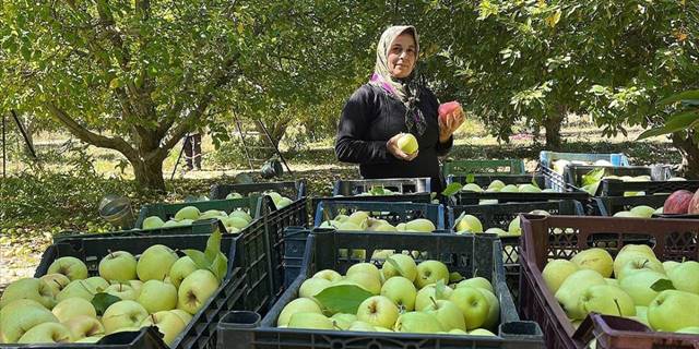 Isparta'dan yıl sonuna kadar 200 bin ton elma ihraç edilecek