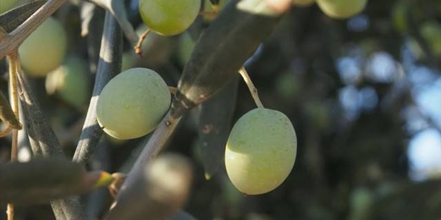 Zeytin ağaçlarındaki tane tutumu yüksek rekolte için umutlandırdı