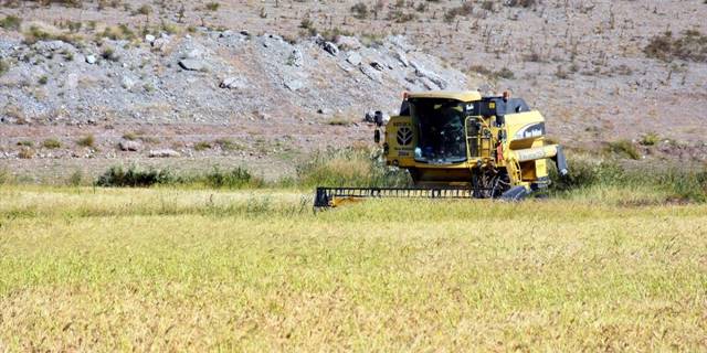 Dron ile ekilen ve ilaçlanan çeltik tarlalarında hasat sürüyor