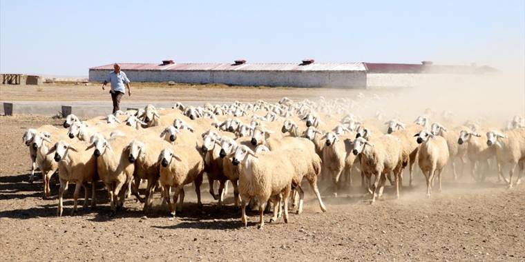 Malya Tarım İşletmesi, yerli koyun yetiştiriciliğine katkı sağlıyor