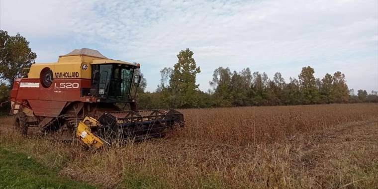 Terme'de 4 bin ton soya fasulyesi yetiştirilmesi bekleniyor