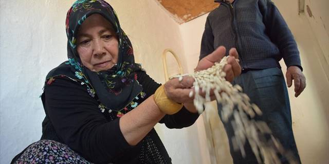 Eskişehirli kadın çiftçi ata tohumuyla kuru fasulye üretiyor