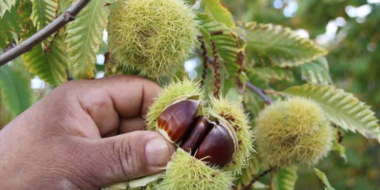 Alternatif ürün olarak yetiştirdiği kestaneden 9 ton rekolte aldı