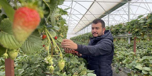 Bankacılık sektörünü bırakıp topraksız tarımla çilek üretimine başladı