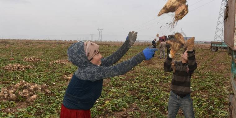 Malatya'da şeker pancarlarını sökemeyen çiftçiler, alım kampanyasının uzatılmasını istiyor