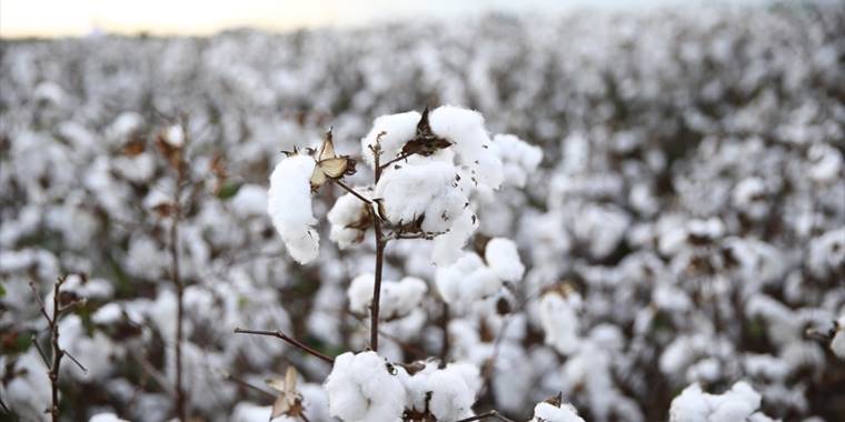 ANTBİRLİK, kütlü pamuğun kilosunu 20 liradan alacak