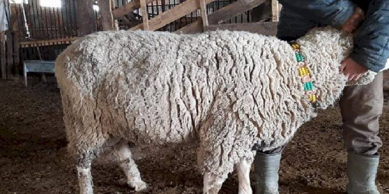 Üretici çiftçiden 'bağış şartlı' örnek davranış... Koçunu verecek!