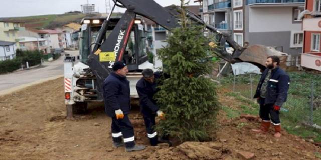 Kocaeli İzmit'te ağaçlandırma çalışması