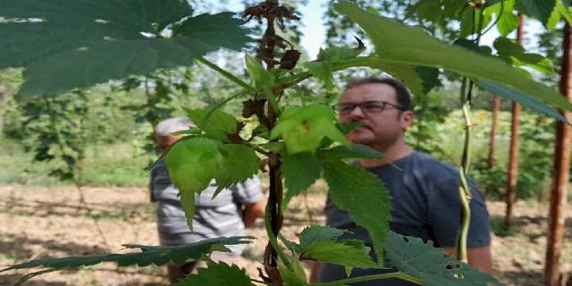 Şerbetçiotuna hasat öncesi inceleme