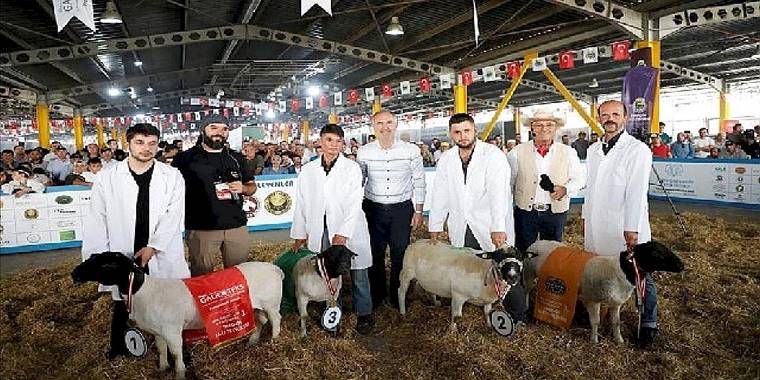 Türkiye'nin En Kapsamlı Küçükbaş Hayvancılık Festivali İçin Geri Sayım Başladı