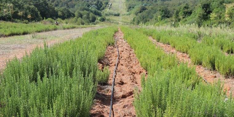 Sakarya Botanik'te biberiye zamanı... Hedef 15 ton