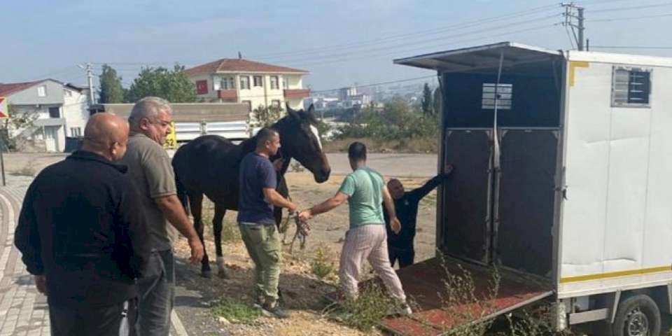 Çayırova'daki başıboş at Tekirdağ’a gönderildi