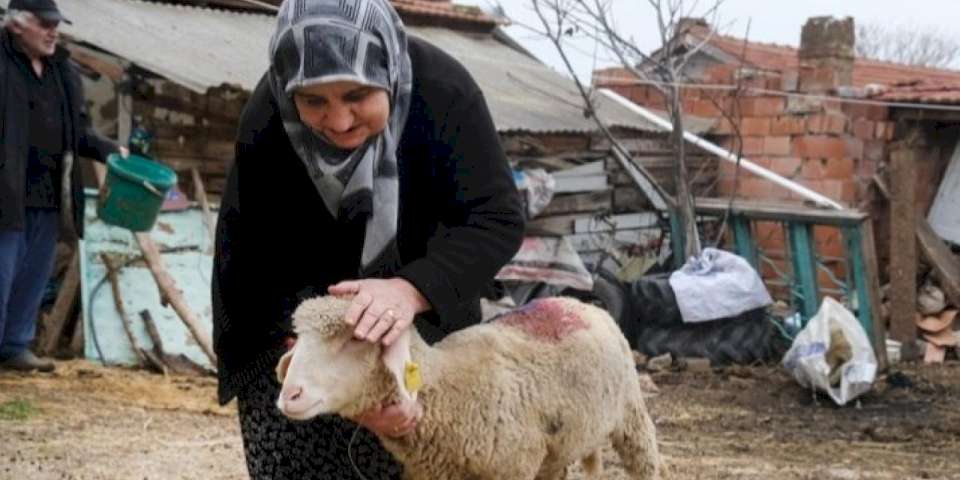 Eskişehir Büyükşehir'den üreticiye küçükbaş desteği