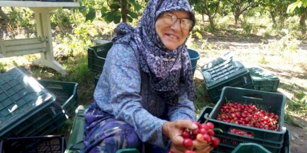 Çeribaşı Kiraz Hasat Şenliği bugün yapılacak