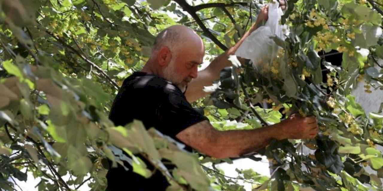 Kocaeli'de ıhlamur zamanı