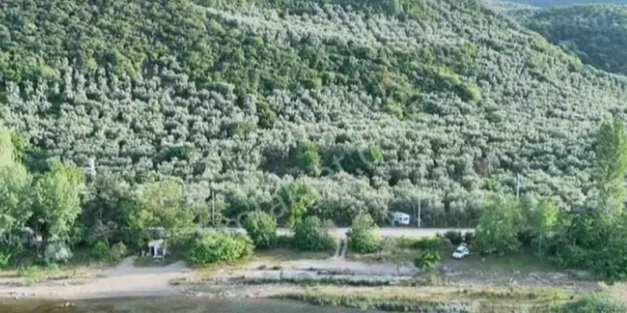 Bursa İznik’in zeytin tarlaları ilçeye renk katıyor