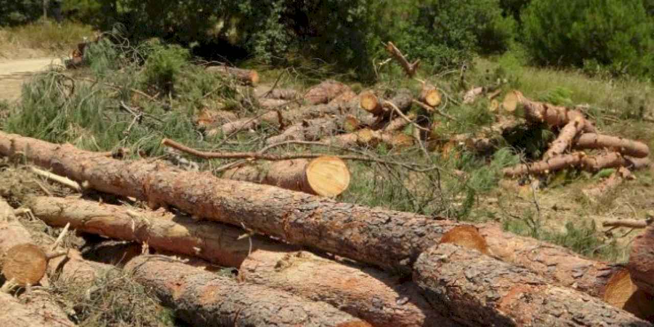 Bursa Kent Konseyi yüzlerce ağacın kesildiği Kestel'den seslendi: Ormanlarımız tarla değil!