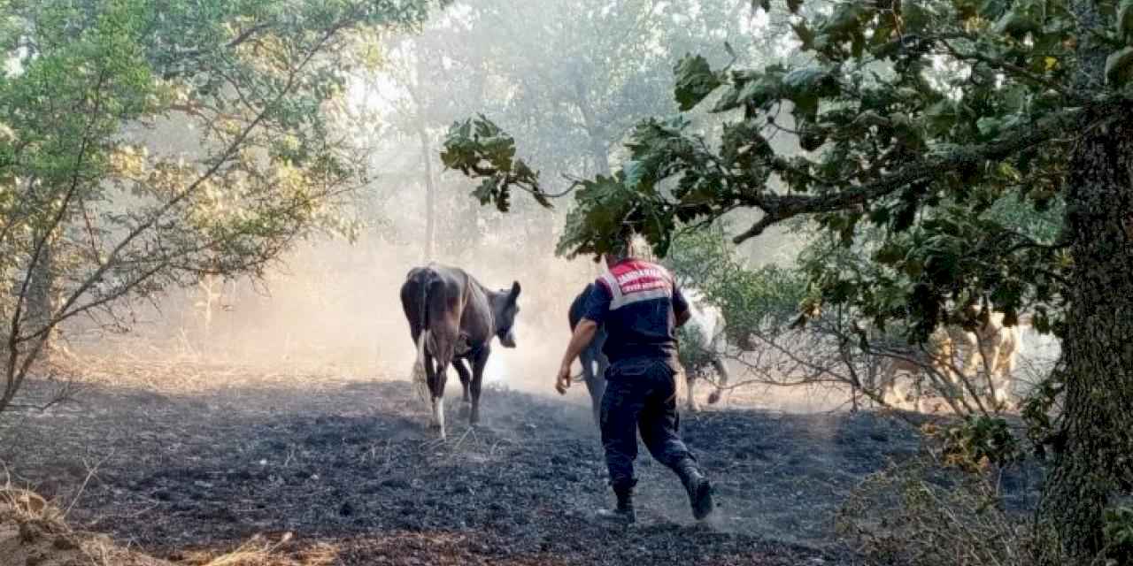 Edirne Jandarma, Lalapaşa'da yangında hayvanları kurtardı