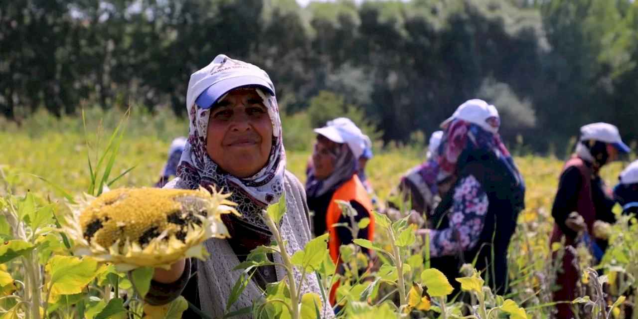 Ayçiçeği hasadı başladı ama çiftçiler verimi alamıyor!