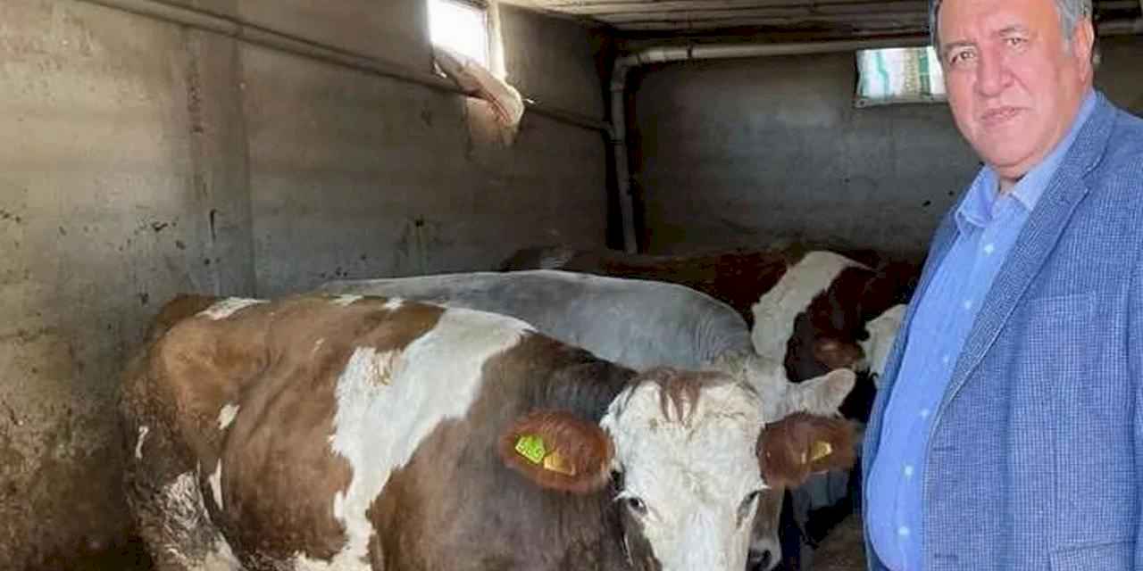 CHP'li vekil Gürer: Ağustos'ta süt krizi yaşanmasın!