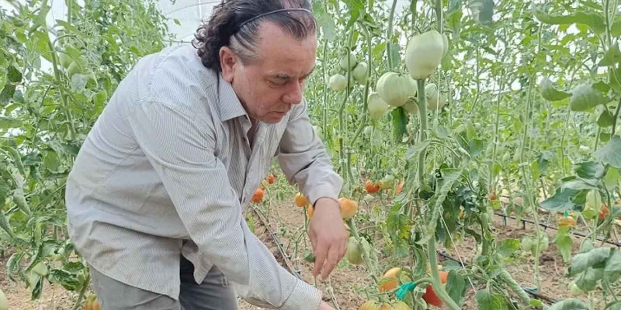 Hobi amaçlı kurduğu serada kavun boyunda domates üretiyor