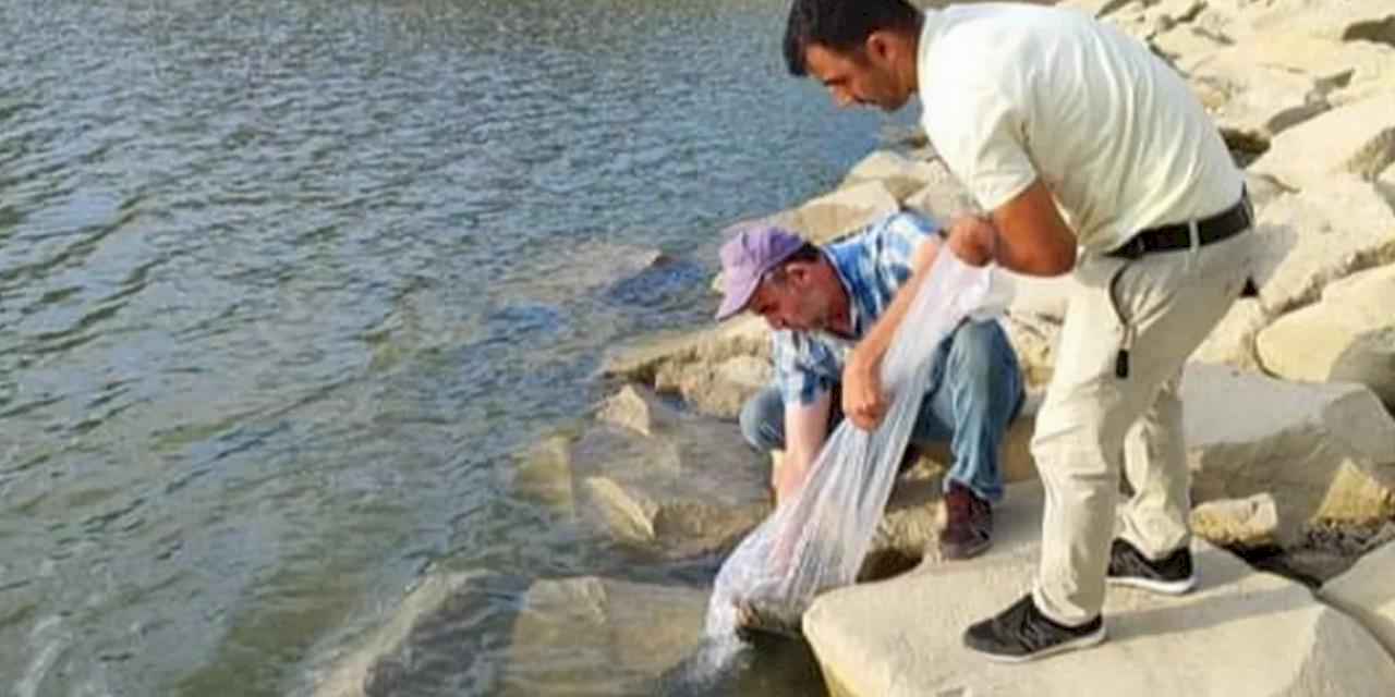 Bursa Yenişehir göletlerine binlerce sazan yavrusu bırakıldı