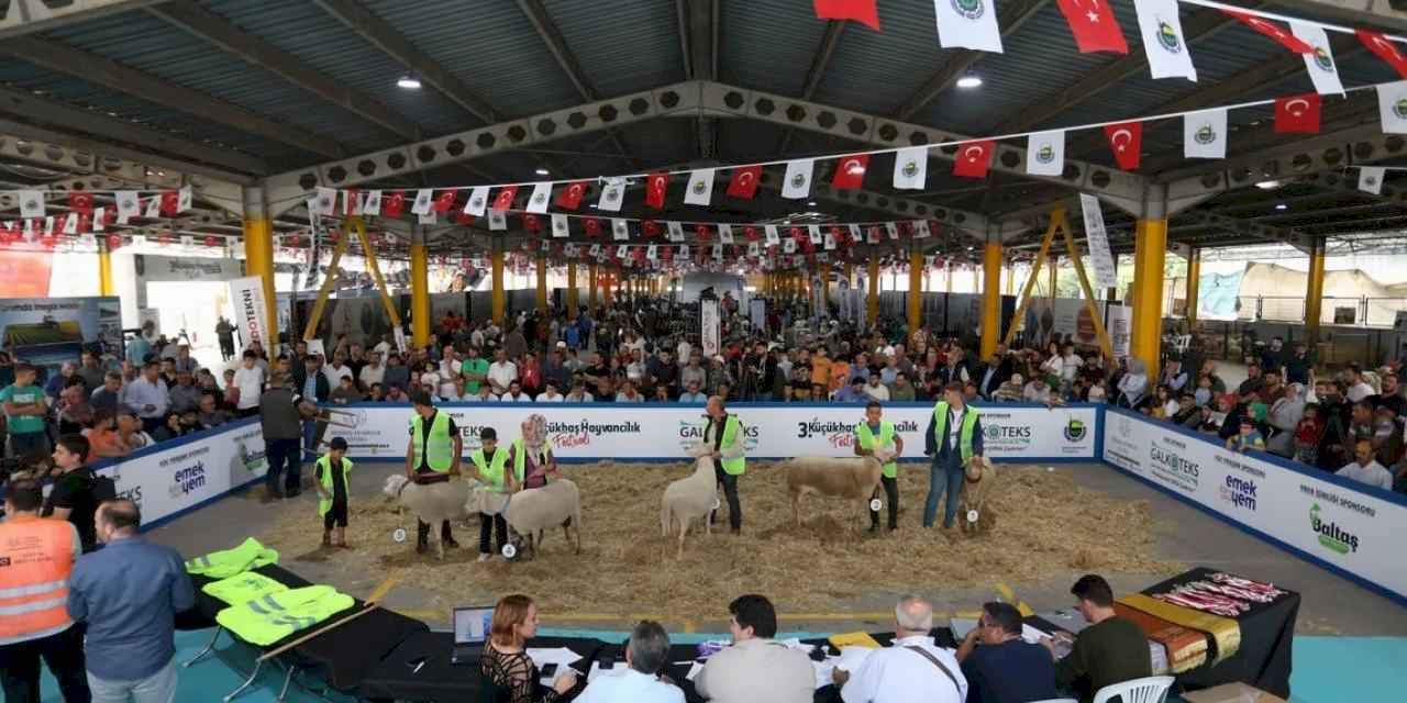 Küçükbaş Hayvancılık Festivali için geri sayım başladı