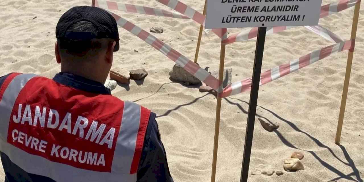 Edirne'de kaplumbağalara Jandarma'dan özel koruma