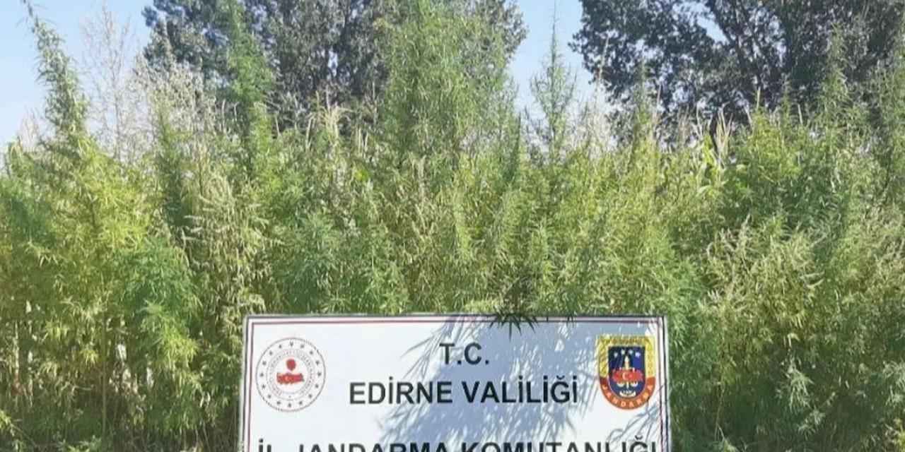 Edirne'de 159 bin kök kenevir ele geçirildi