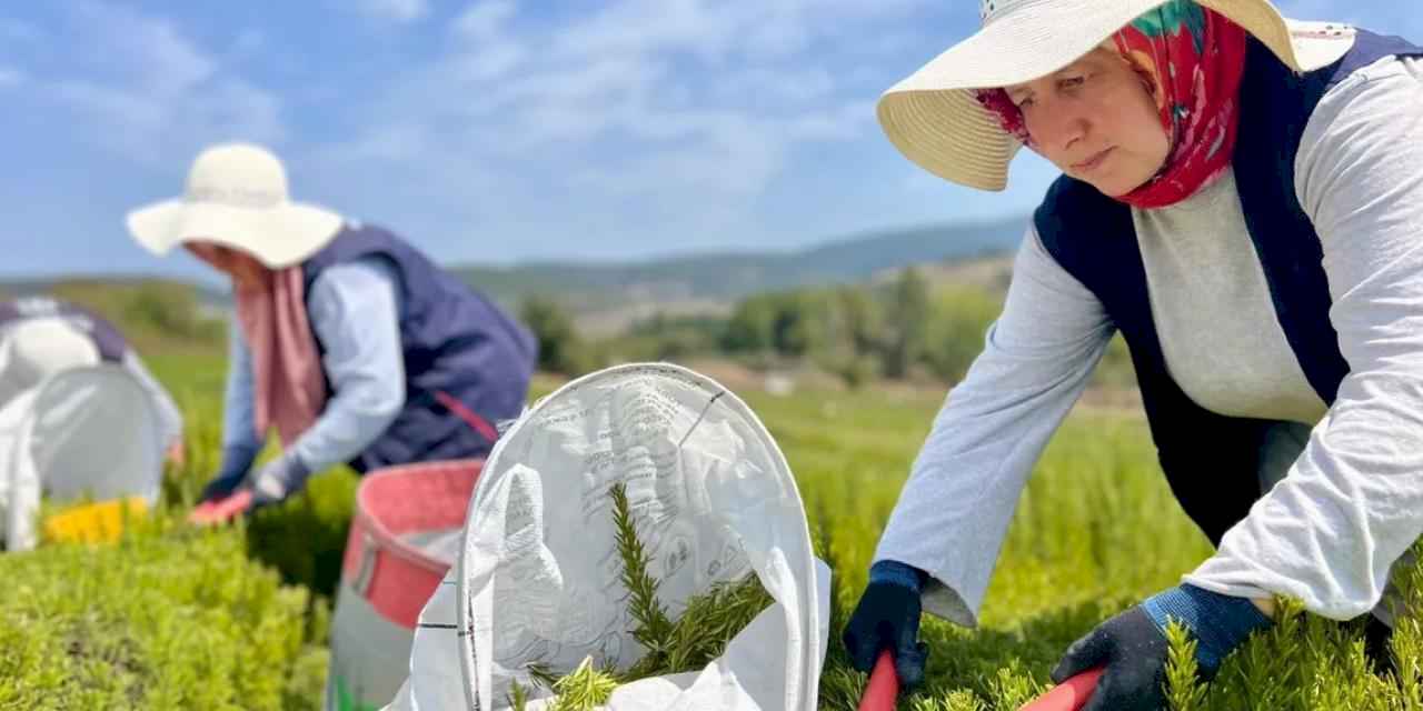 Kocaeli’de biberiye hasadı başladı