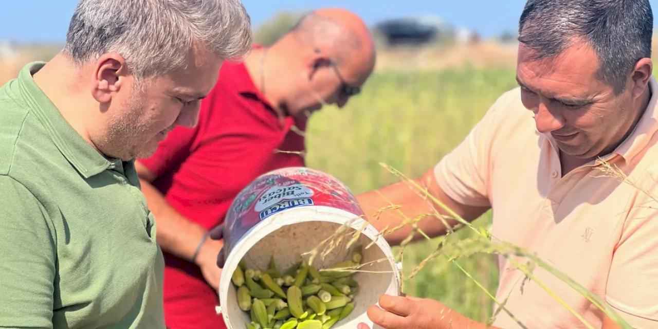 Canbey’den Balıkesir'de bamya hasadı