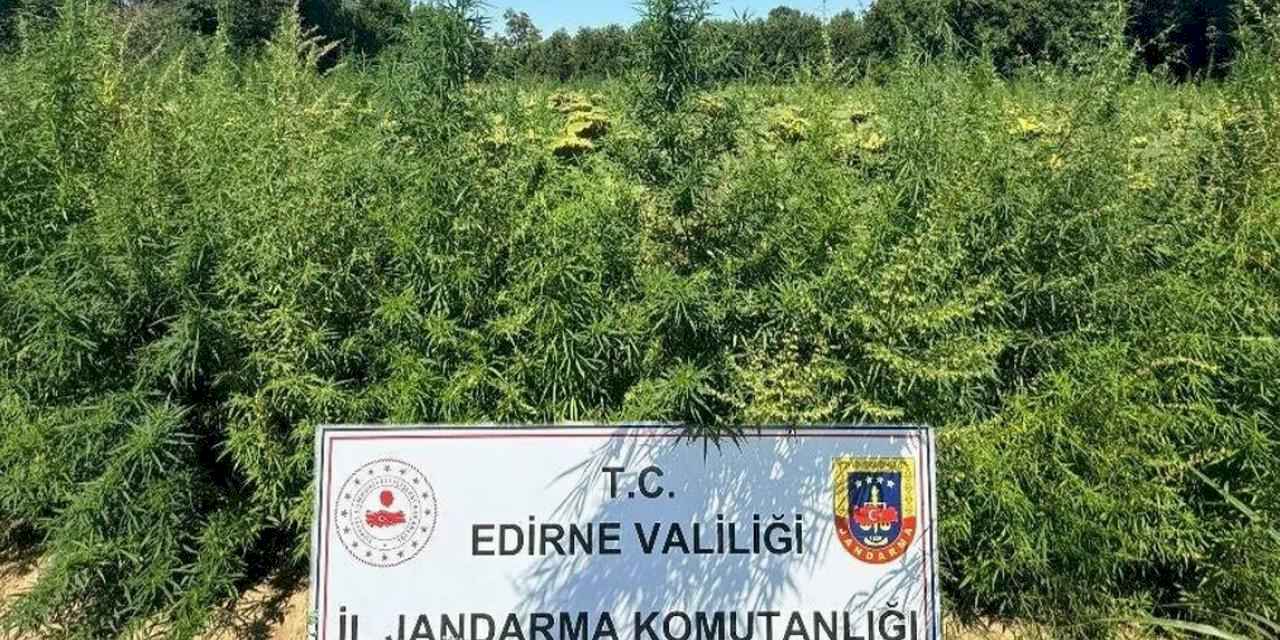 Edirne'de binlerce kök kenevir el konuldu