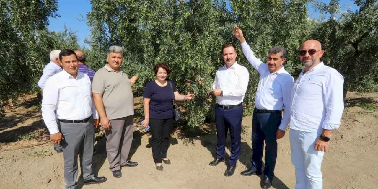 Bursa'da zeytin rekoltesinde yüksek verim bekleniyor