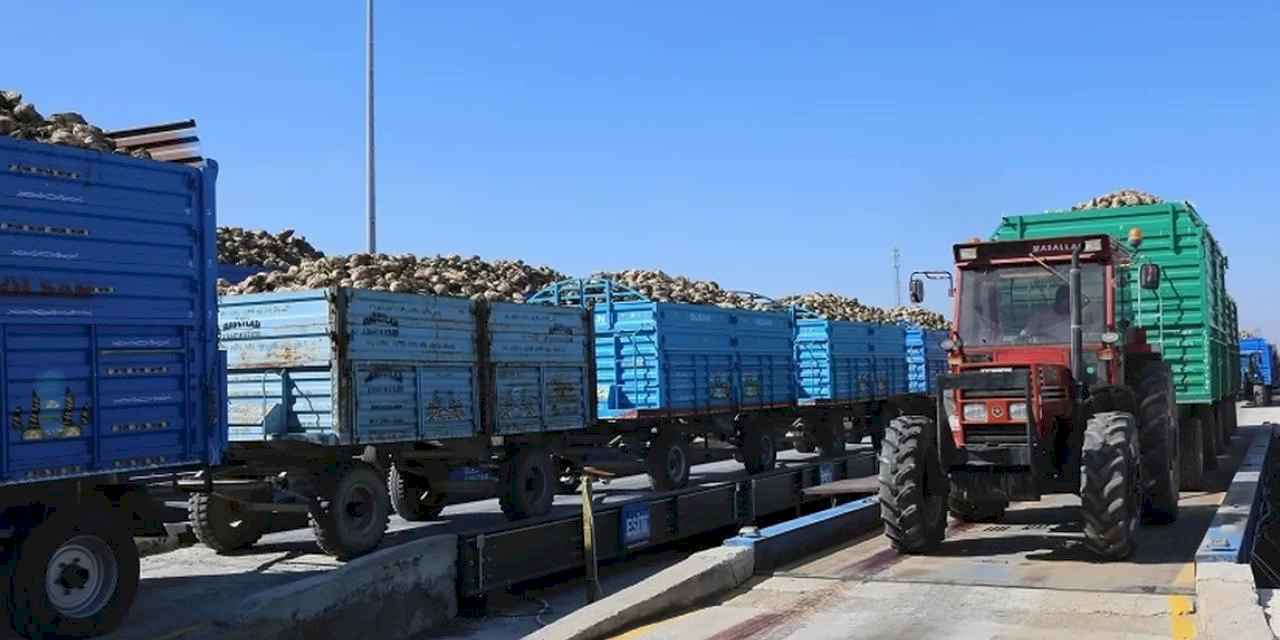 Konya'da pancar alımları başladı... Bu yıl verim iyi!